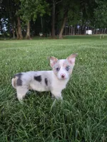 Bluie, a male Australian Cattle Dog and Pembroke Welsh Corgi for sale in Greensboro, NC – Photo 1 of 5