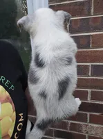 Bluie, a male Australian Cattle Dog and Pembroke Welsh Corgi for sale in Greensboro, NC – Photo 4 of 5