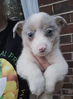 Bluie, a male Australian Cattle Dog and Pembroke Welsh Corgi for sale in Greensboro, NC – Photo 5 of 5