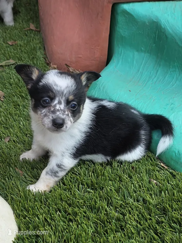 Freckles (mini cowboy corgi) – Australian Cattle Dog, Pembroke Welsh Corgi puppy for sale in Greensboro, NC