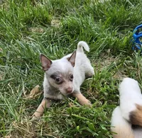 Thumbalina (toy), a female Australian Cattle Dog for sale in Greensboro, NC – Photo 4 of 4