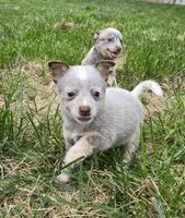 Ellie Mae (miniature), a female Australian Cattle Dog for sale in Greensboro, NC – Photo 2 of 2