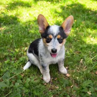 Jackie, a female Australian Cattle Dog and Pembroke Welsh Corgi for sale in Greensboro, NC – Photo 1 of 6