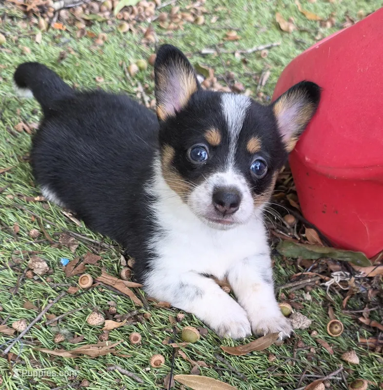 Pip – Australian Cattle Dog, Pembroke Welsh Corgi puppy for sale in Greensboro, NC