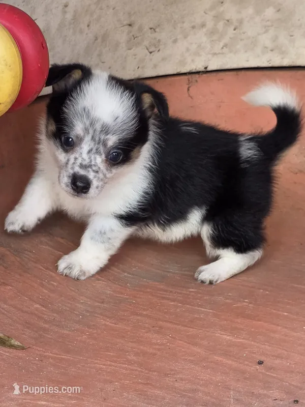 Queenie – Australian Cattle Dog, Pembroke Welsh Corgi puppy for sale in Greensboro, NC