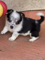 Queenie, a female Australian Cattle Dog and Pembroke Welsh Corgi for sale in Greensboro, NC – 1 of 2