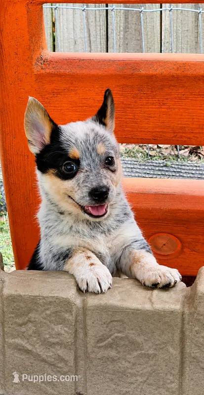 Sabrina – Australian Cattle Dog, Pembroke Welsh Corgi puppy for sale in Greensboro, NC