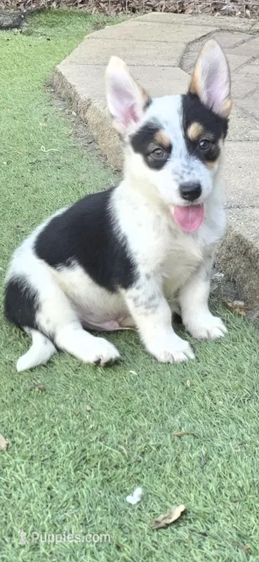 Ruger – Australian Cattle Dog, Pembroke Welsh Corgi puppy for sale in Greensboro, NC