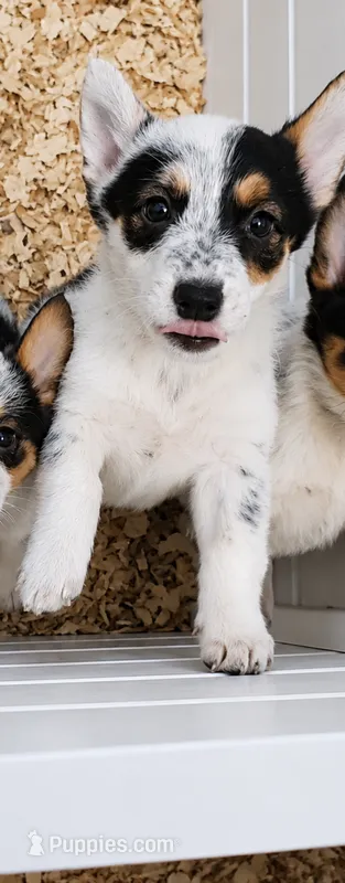 Ruger – Australian Cattle Dog, Pembroke Welsh Corgi puppy for sale in Greensboro, NC