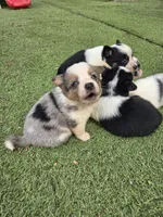 Daisy, a female Australian Cattle Dog and Pembroke Welsh Corgi for sale in Greensboro, NC – Photo 5 of 5