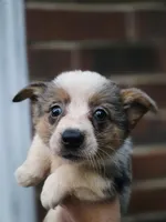 Daisy, a female Australian Cattle Dog and Pembroke Welsh Corgi for sale in Greensboro, NC – Photo 1 of 5