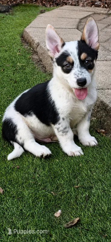 Ruger – Australian Cattle Dog, Pembroke Welsh Corgi puppy for sale in Greensboro, NC