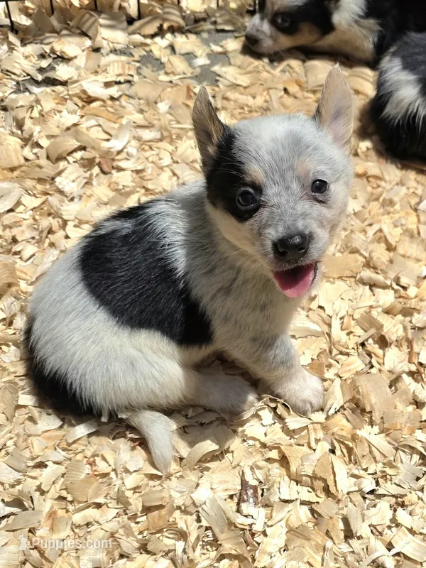 Sabrina – Australian Cattle Dog, Pembroke Welsh Corgi puppy for sale in Greensboro, NC