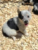 Sabrina, a female Australian Cattle Dog and Pembroke Welsh Corgi for sale in Greensboro, NC – 1 of 2
