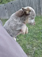 Sandy (mini), a female Australian Cattle Dog for sale in Greensboro, NC – Photo 2 of 3