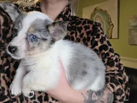 Thor, a male Australian Cattle Dog for sale in Greensboro, NC – Photo 3 of 3