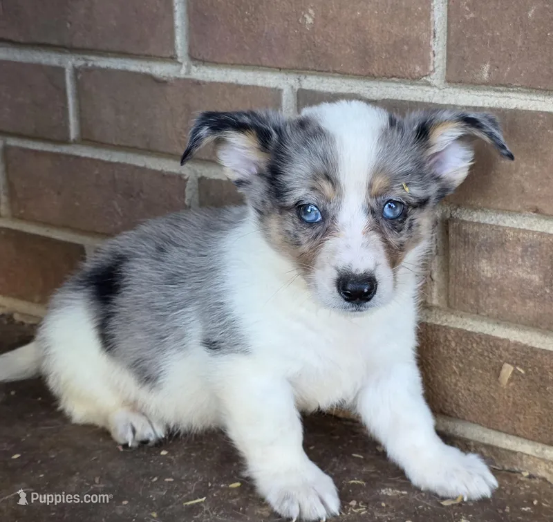Thor – Australian Cattle Dog puppy for sale in Greensboro, NC