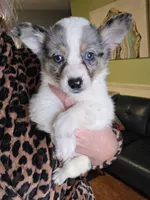 Thor, a male Australian Cattle Dog for sale in Greensboro, NC – Photo 1 of 3