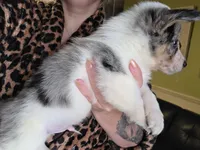 Thor, a male Australian Cattle Dog for sale in Greensboro, NC – Photo 2 of 3