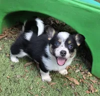 ZOEY (mini cowboy corgi), a female Australian Cattle Dog and Pembroke Welsh Corgi for sale in Greensboro, NC – 1 of 2