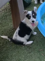 Ruger, a male Australian Cattle Dog and Pembroke Welsh Corgi for sale in Greensboro, NC – 2 of 2