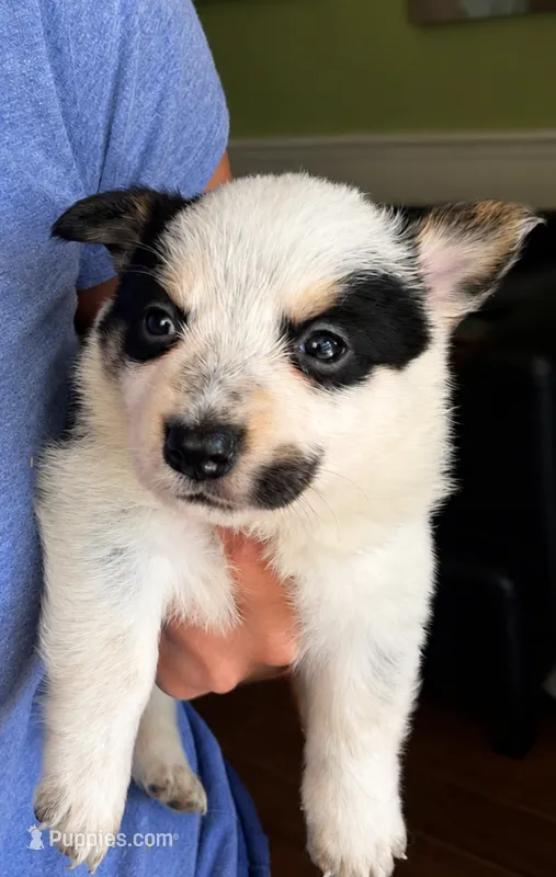 Spot – Australian Cattle Dog, Pembroke Welsh Corgi puppy for sale in Greensboro, NC