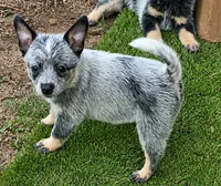 Izzy (Miniature acd), a female Australian Cattle Dog for sale in Greensboro, NC – 1 of 1