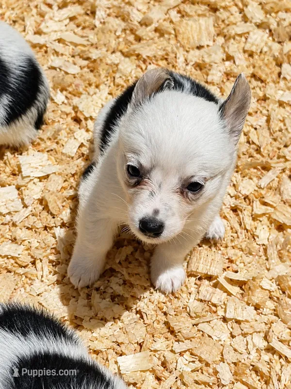 Princess – Australian Cattle Dog, Pembroke Welsh Corgi puppy for sale in Greensboro, NC