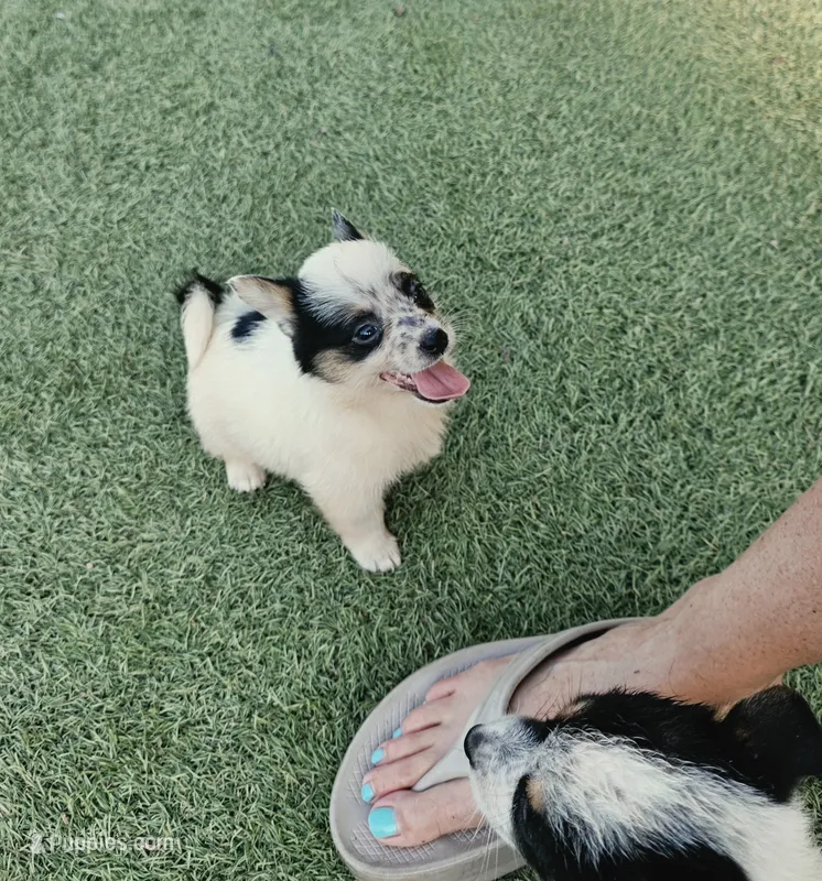 Panda – Australian Cattle Dog, Pembroke Welsh Corgi puppy for sale in Greensboro, NC