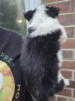 Cowboy, a male Australian Cattle Dog and Pembroke Welsh Corgi for sale in Greensboro, NC – Photo 6 of 7