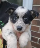 Cowboy, a male Australian Cattle Dog and Pembroke Welsh Corgi for sale in Greensboro, NC – Photo 5 of 7
