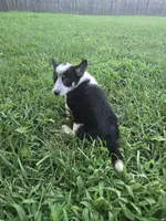 Cowboy, a male Australian Cattle Dog and Pembroke Welsh Corgi for sale in Greensboro, NC – Photo 3 of 7