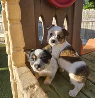 Little bit, a female Australian Cattle Dog and Pembroke Welsh Corgi for sale in Greensboro, NC – Photo 1 of 3