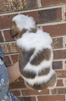 Little bit, a female Australian Cattle Dog and Pembroke Welsh Corgi for sale in Greensboro, NC – Photo 3 of 3