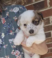 Little bit, a female Australian Cattle Dog and Pembroke Welsh Corgi for sale in Greensboro, NC – Photo 2 of 3
