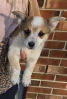 Rudy, a male Australian Cattle Dog and Pembroke Welsh Corgi for sale in Greensboro, NC – Photo 1 of 4