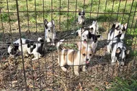 Rudy, a male Australian Cattle Dog and Pembroke Welsh Corgi for sale in Greensboro, NC – Photo 2 of 4