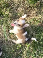 Rudy, a male Australian Cattle Dog and Pembroke Welsh Corgi for sale in Greensboro, NC – Photo 3 of 4