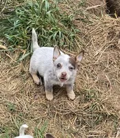 Prissy (toy), a female Australian Cattle Dog for sale in Greensboro, NC – Photo 2 of 3