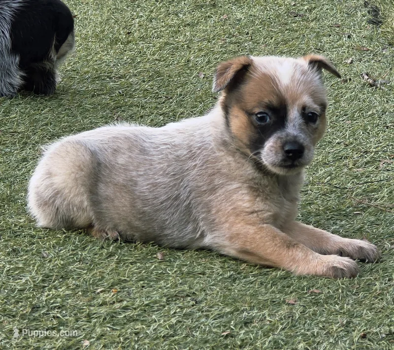 Red (miniature) – Australian Cattle Dog puppy for sale in Greensboro, NC