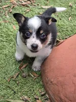 ZOEY (mini cowboy corgi), a female Australian Cattle Dog and Pembroke Welsh Corgi for sale in Greensboro, NC – 2 of 2
