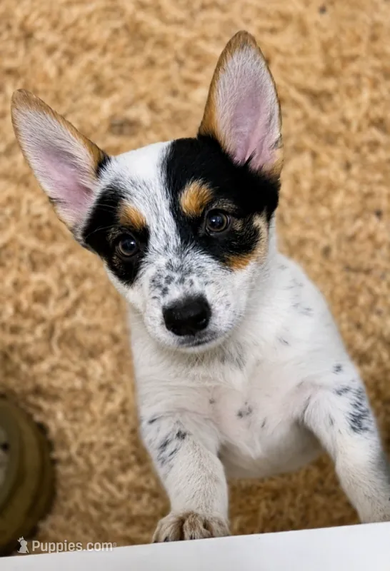 Ruger – Australian Cattle Dog, Pembroke Welsh Corgi puppy for sale in Greensboro, NC