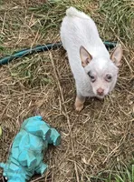 Thumbalina (toy), a female Australian Cattle Dog for sale in Greensboro, NC – Photo 3 of 4
