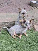 Thumbalina (toy), a female Australian Cattle Dog for sale in Greensboro, NC – Photo 1 of 4