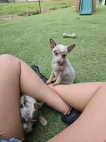 Thumbalina (toy), a female Australian Cattle Dog for sale in Greensboro, NC – Photo 2 of 4