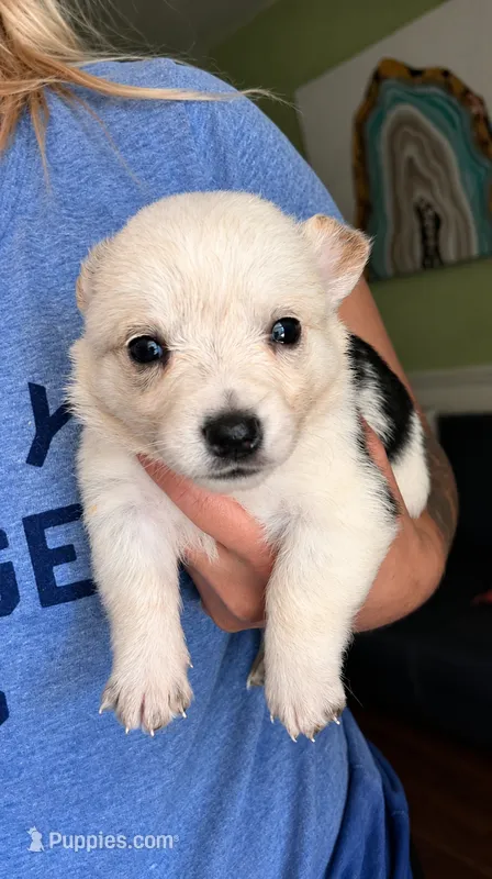 Princess – Australian Cattle Dog, Pembroke Welsh Corgi puppy for sale in Greensboro, NC