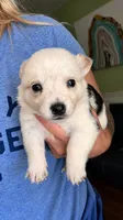 Princess, a female Australian Cattle Dog and Pembroke Welsh Corgi for sale in Greensboro, NC – 1 of 1