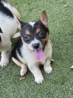 Tigger, a male Australian Cattle Dog and Pembroke Welsh Corgi for sale in Greensboro, NC – 1 of 2
