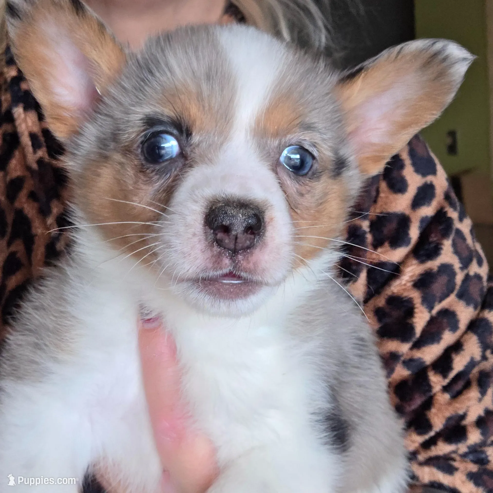 Maple, a female Australian Cattle Dog and Pembroke Welsh Corgi for sale in Greensboro, NC – Photo 3 of 3