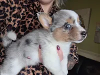 Maple, a female Australian Cattle Dog and Pembroke Welsh Corgi for sale in Greensboro, NC – Photo 2 of 3